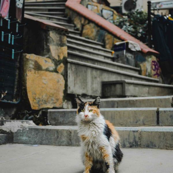 estambul-03